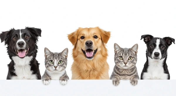 A happy dog being groomed